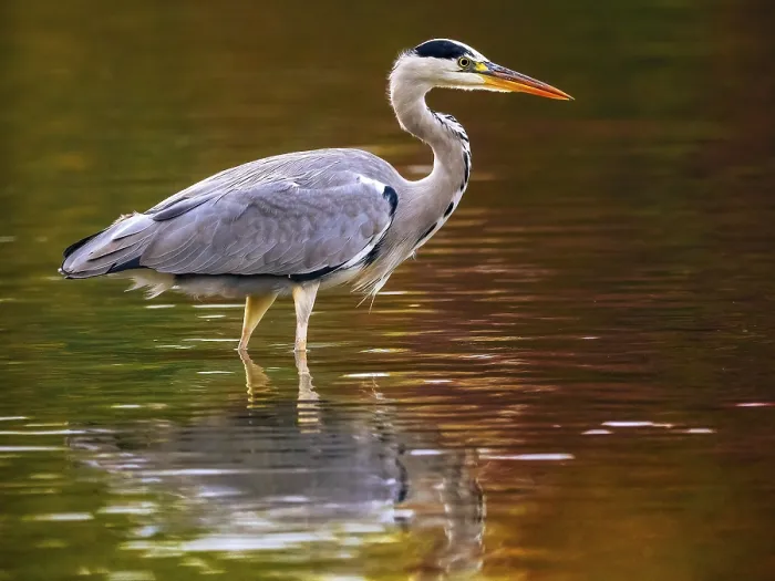 Framed Print : A gray heron in autumn colors, Ruhrpott Framed Print : A gray heron in autumn colors, Ruhrpott