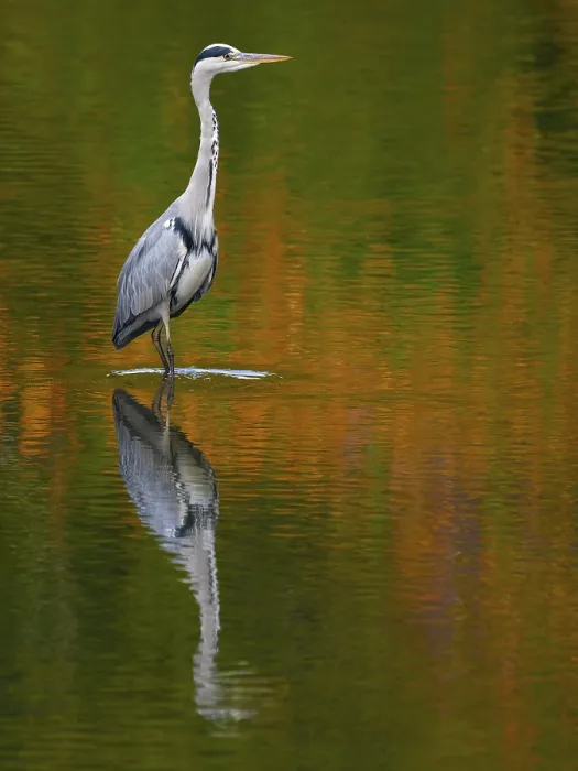 Framed Print : A gray heron is reflected in water in autumn
