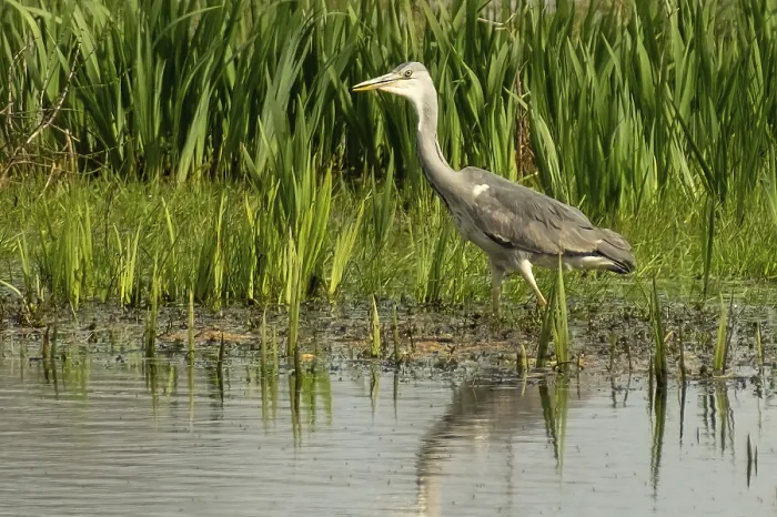 Framed Print : A gray heron in search of food Framed Print : A gray heron in search of food