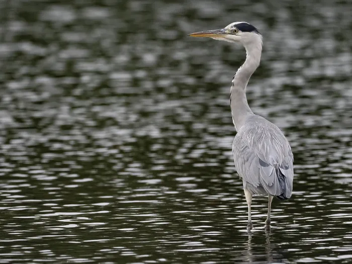 Framed Print : A gray heron stands in agitated water