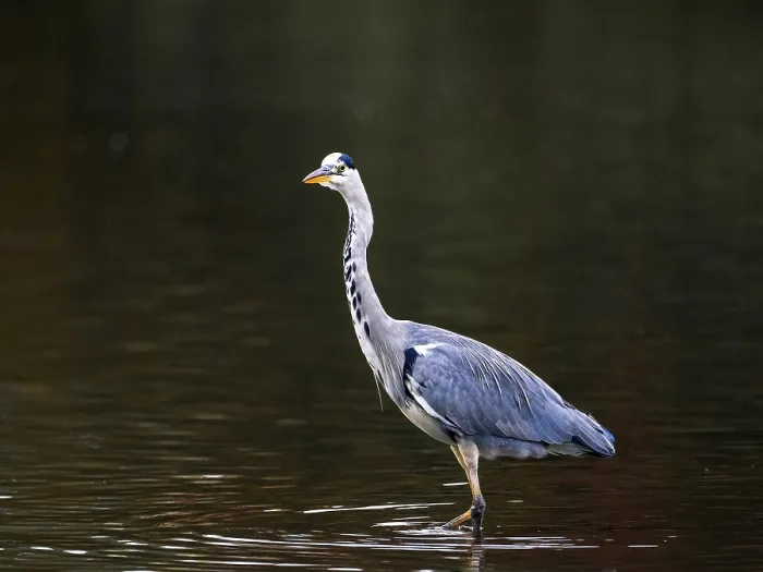 Framed Print : A gray heron stands in shallow water