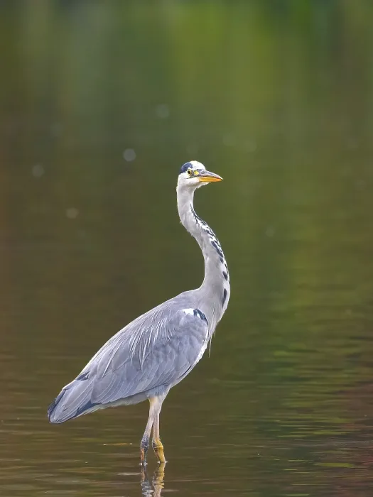 Framed Print : A gray heron stands in shallow water Framed Print : A gray heron stands in shallow water