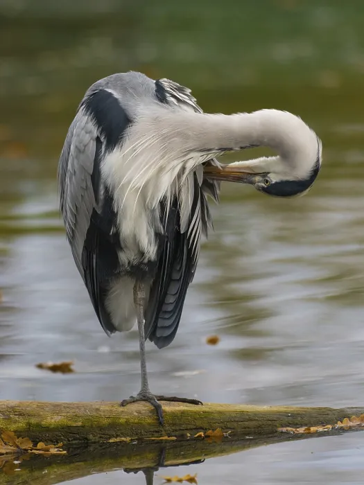 Framed Print : A gray heron taking care of plumage