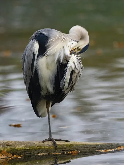 Framed Print : A gray heron taking care of plumage