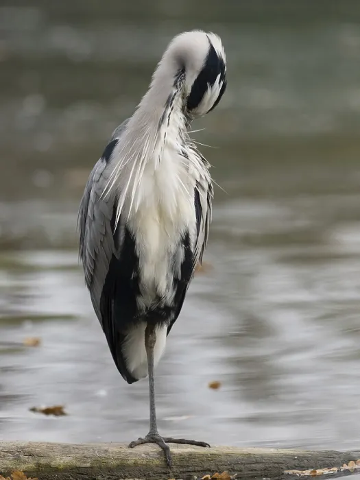 Framed Print : A gray heron taking care of plumage