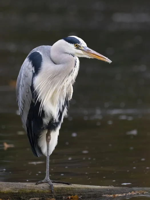Framed Print : A gray heron on the water, Ruhrpott