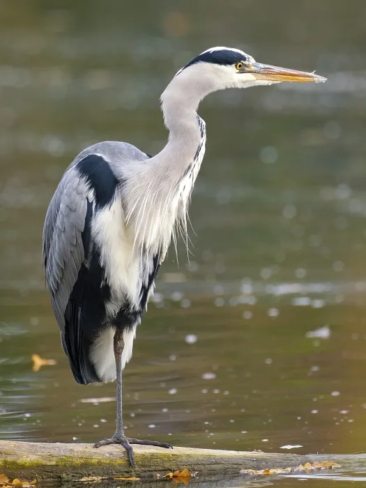 Framed Print : A gray heron on the water, Ruhrpott Framed Print : A gray heron on the water, Ruhrpott