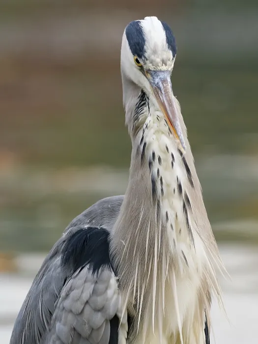 Framed Print : A gray heron on the water, Ruhrpott