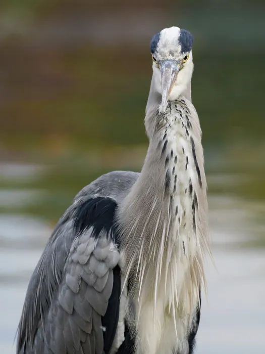 Framed Print : A gray heron on the water, Ruhrpott