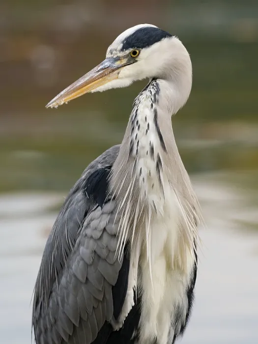 Framed Print : A gray heron on the water, Ruhrpott