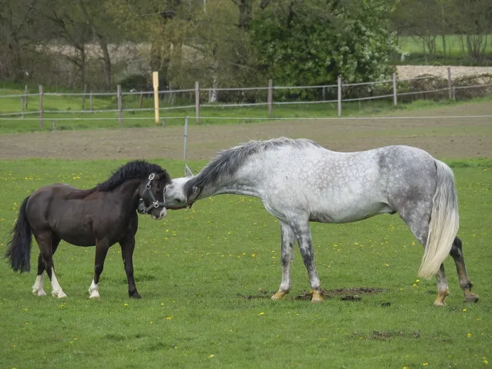 Framed Print : A gray horse interacts friendly with a Shetland pony in the pasture