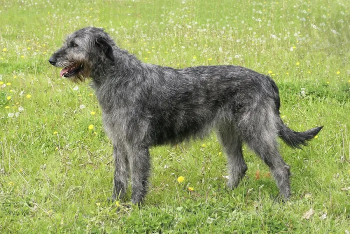 Framed Print : Gray Irish Wolfhound in a spring garden Framed Print : Gray Irish Wolfhound in a spring garden