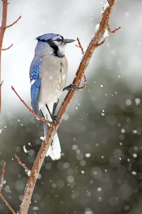 Framed Print : Gray jay (Cyanocitta cristata) perched on a tree during a snowfall Framed Print : Gray jay (Cyanocitta cristata) perched on a tree during a snowfall