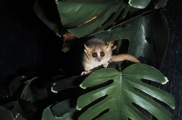 Framed Print : Gray Mouse Lemur (microcebus murinus)