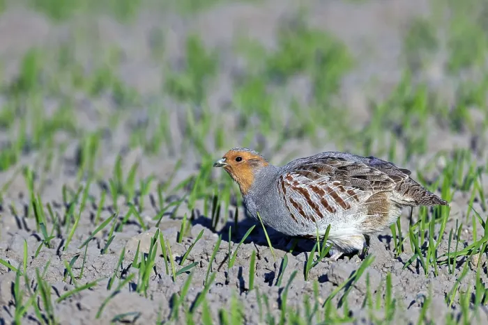 Framed Print : Gray partridges (Perdix perdix) prefer to run (Photo Partridge cock in search of food)