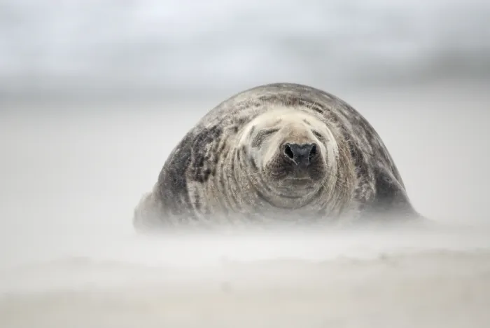 Framed Print : Gray Seal (Halichoerus grypus) bull in a sandstorm Framed Print : Gray Seal (Halichoerus grypus) bull in a sandstorm