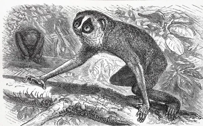 Framed Print : Gray slender loris (Loris lydekkerianus)