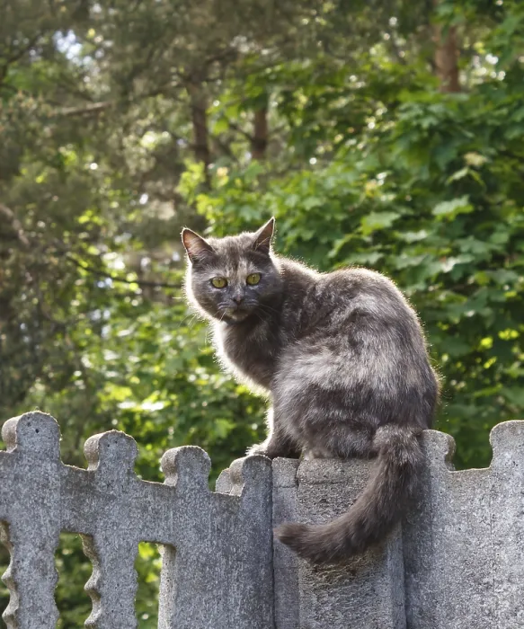 Framed Print : Gray spotted cat with yellow eyes sitting on a concrete fence against a background of green leaves