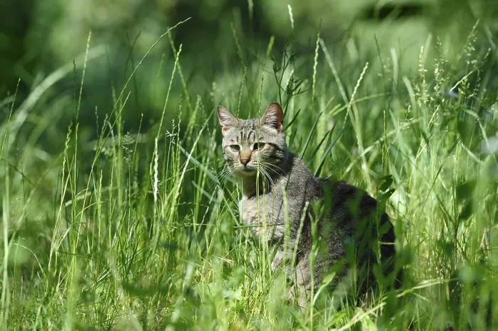 Framed Print : Gray striped domestic cat sitting in the grass