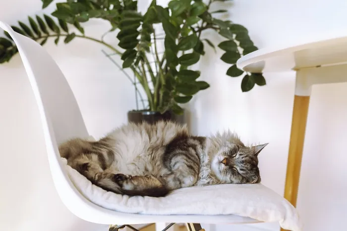 Framed Print : Gray tabby purebred domestic cat sleeps on soft chair cushion