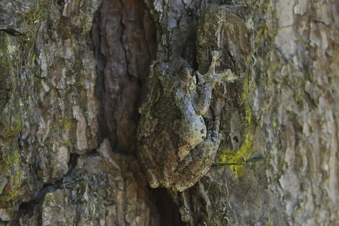 Framed Print : Gray Tree Frog Hyla chrysoscelis on pine tree in Eastern Texas Framed Print : Gray Tree Frog Hyla chrysoscelis on pine tree in Eastern Texas