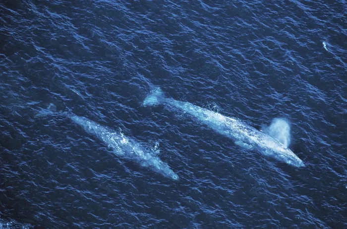 Framed Print : Gray whale (eschrichtius robustus) OR GREY WALK