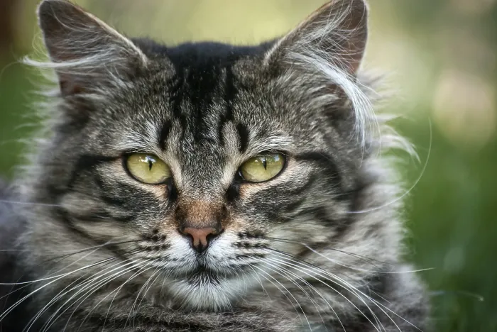 Framed Print : Gray and white cat head closeup on green background