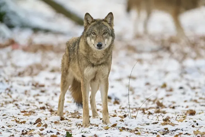 Framed Print : Gray wolf (Canis lupus), adult