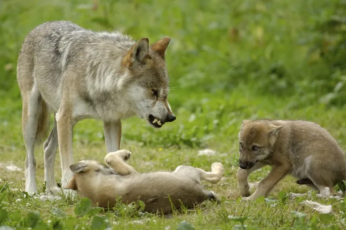 Framed Print : Gray wolf (Canis lupus) with cubs