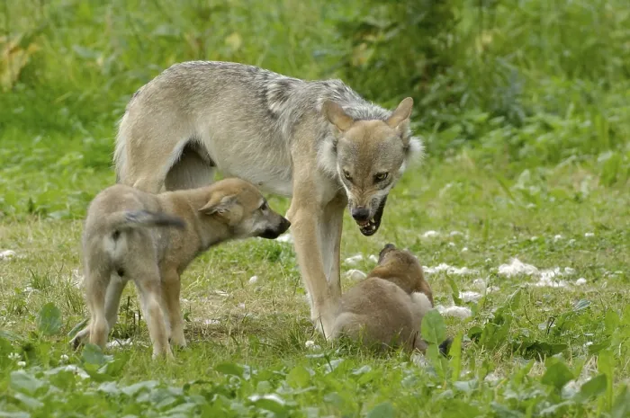 Framed Print : Gray wolf (Canis lupus) with cubs
