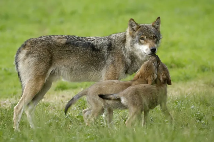 Framed Print : Gray wolf (Canis lupus) with cubs Framed Print : Gray wolf (Canis lupus) with cubs