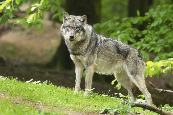 Framed Print : Gray wolf (Canis lupus) looking attentively