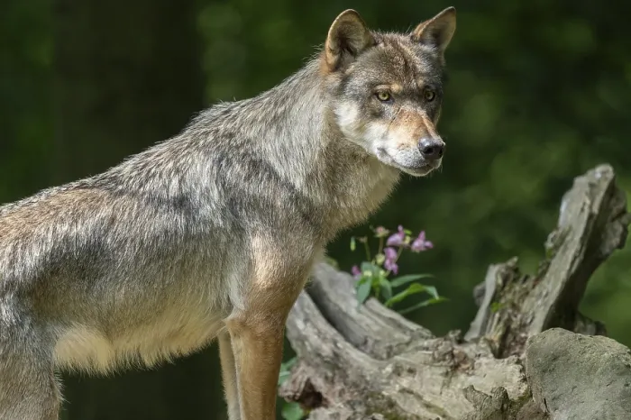 Framed Print : Gray wolf (Canis lupus) looking attentively
