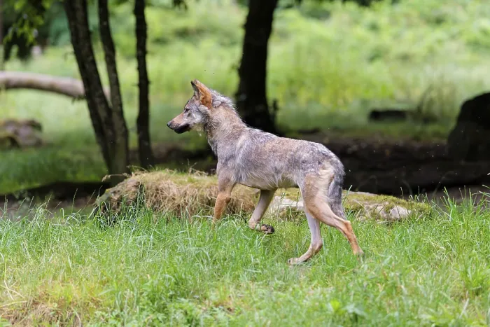 Framed Print : A gray wolf (Canis lupus lupus) walks along the edge of the forest on a cloudy day