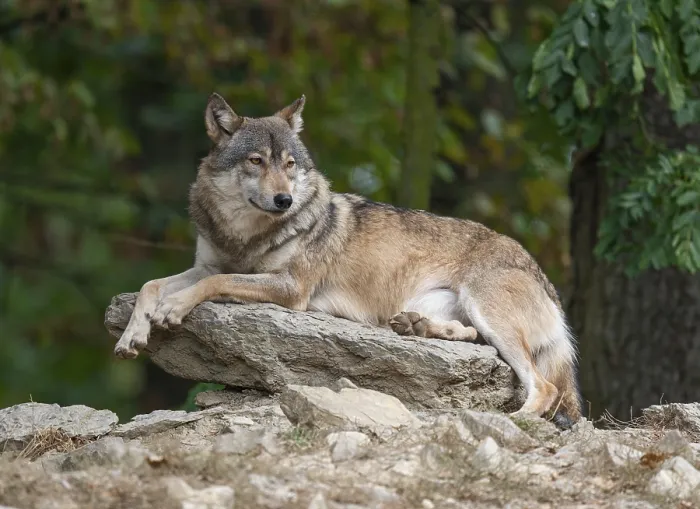 Framed Print : Gray wolf (Canis lupus) lying on a rock and looking attentively