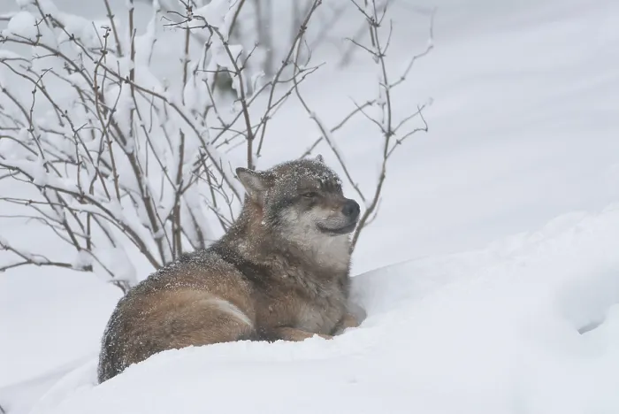 Framed Print : Gray wolf (Canis lupus) lying in the snow