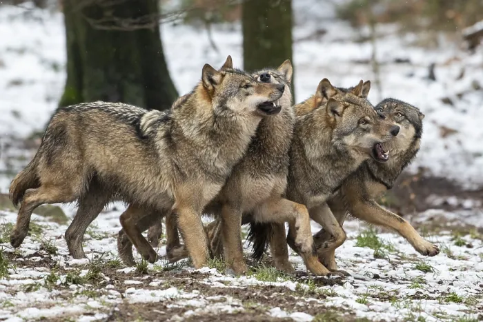 Framed Print : Gray wolf (Canis lupus), pack, winter Framed Print : Gray wolf (Canis lupus), pack, winter