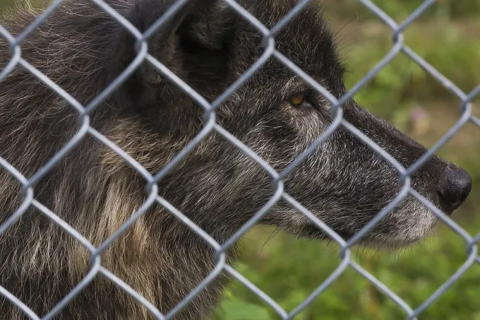 Framed Print : Gray Wolf (Canis lupus) photographed in captivity through wire mesh fence Framed Print : Gray Wolf (Canis lupus) photographed in captivity through wire mesh fence