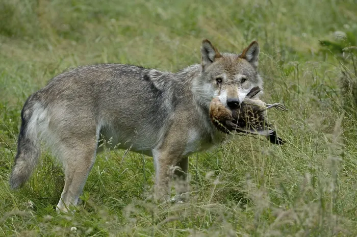 Framed Print : Gray wolf (Canis lupus) with prey