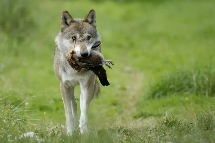 Framed Print : Gray wolf (Canis lupus) with prey Framed Print : Gray wolf (Canis lupus) with prey