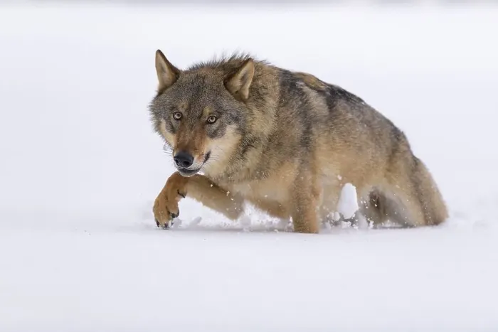 Framed Print : Gray wolf (Canis lupus), runs through deep snow Framed Print : Gray wolf (Canis lupus), runs through deep snow