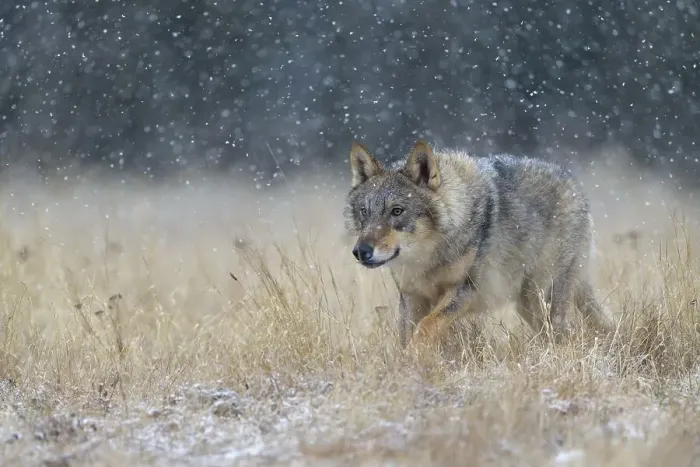 Framed Print : Gray wolf (Canis lupus), runs across a meadow in heavy snowfall