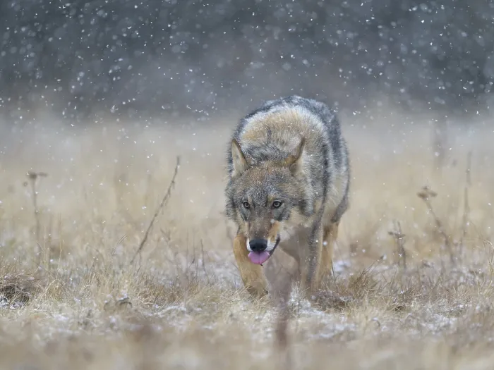 Framed Print : Gray wolf (Canis lupus), runs across a meadow in heavy snowfall