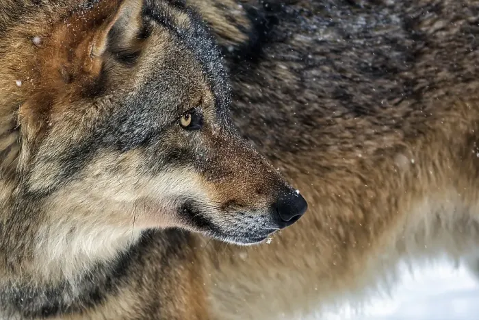 Framed Print : Gray wolf (Canis lupus) in the snow