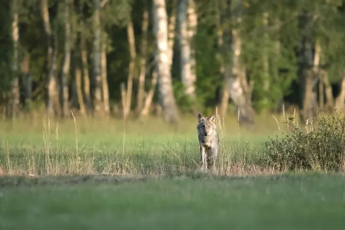 Framed Print : Gray wolf ( Canis lupus) stands in a meadow
