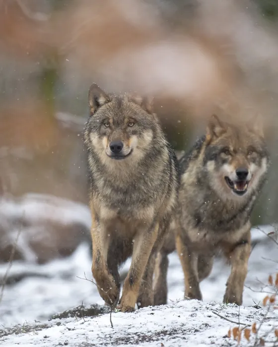 Framed Print : Gray wolf (Canis lupus), Winter