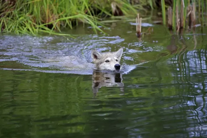 Framed Print : Gray wolf (Canis lupus), young animal swimming in water Framed Print : Gray wolf (Canis lupus), young animal swimming in water