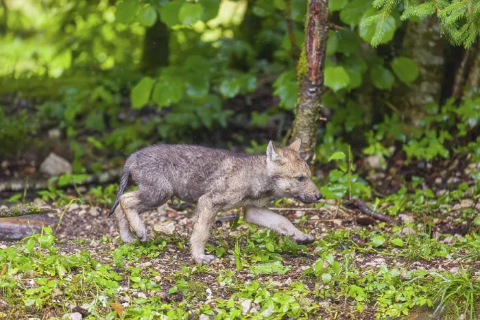 Framed Print : A gray wolf pup (Canis lupus lupus) runs along the edge of a forest on a rainy day