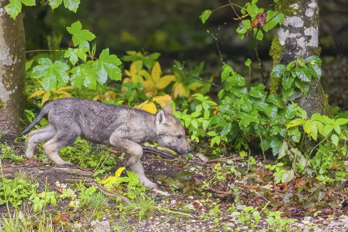 Framed Print : A gray wolf pup (Canis lupus lupus) runs along the edge of a forest on a rainy day Framed Print : A gray wolf pup (Canis lupus lupus) runs along the edge of a forest on a rainy day