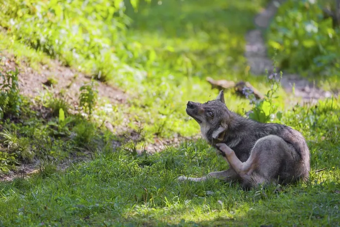 Framed Print : A gray wolf pup (Canis lupus lupus) sits on a green meadow and scratches himself with his hindleg Framed Print : A gray wolf pup (Canis lupus lupus) sits on a green meadow and scratches himself with his hindleg